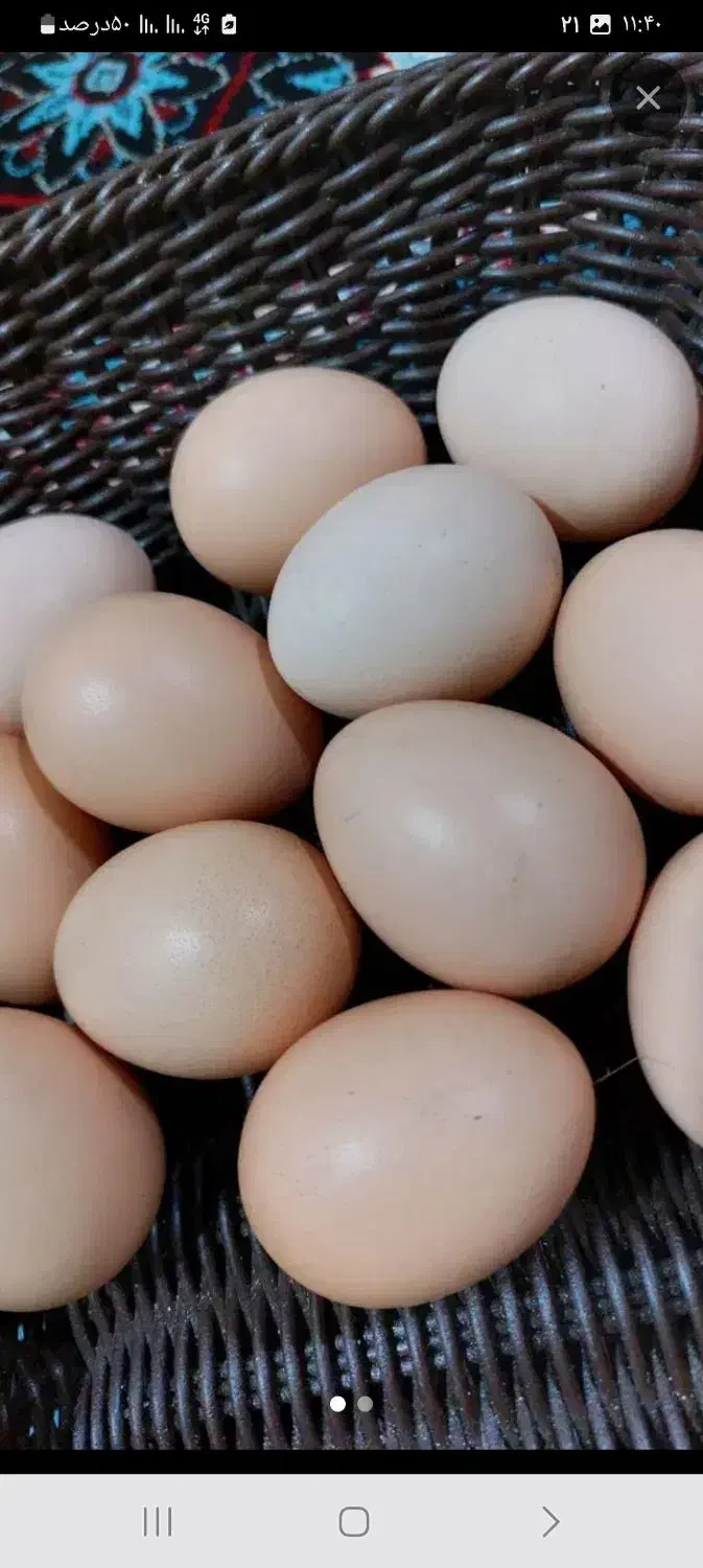 تخم مرغ گلپایگان|حیوانات مزرعه|رودبنه, |دیوار