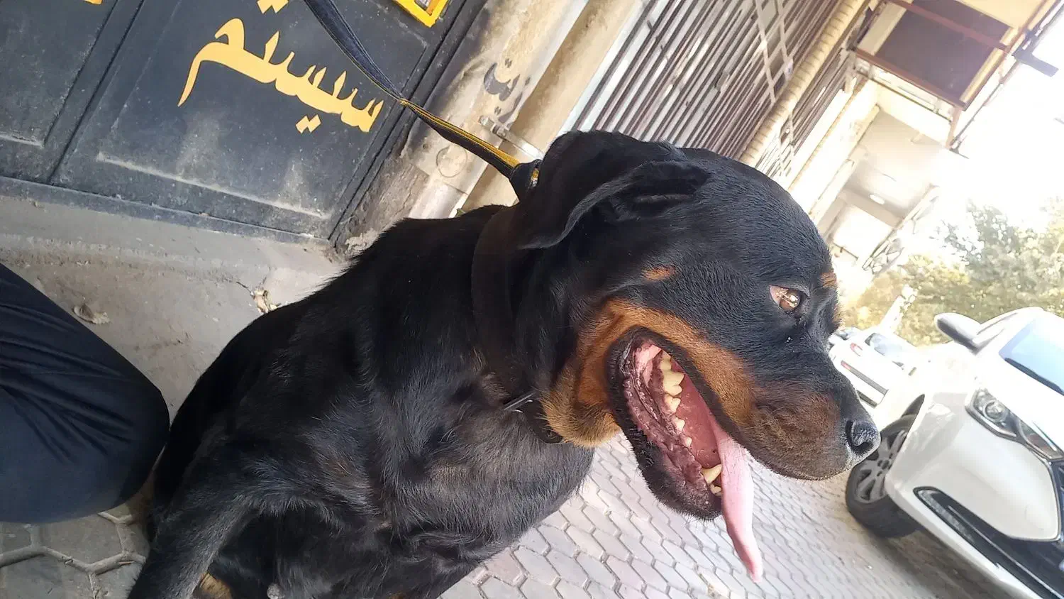 سگ رتوایلر|سگ|سیرجان, |دیوار