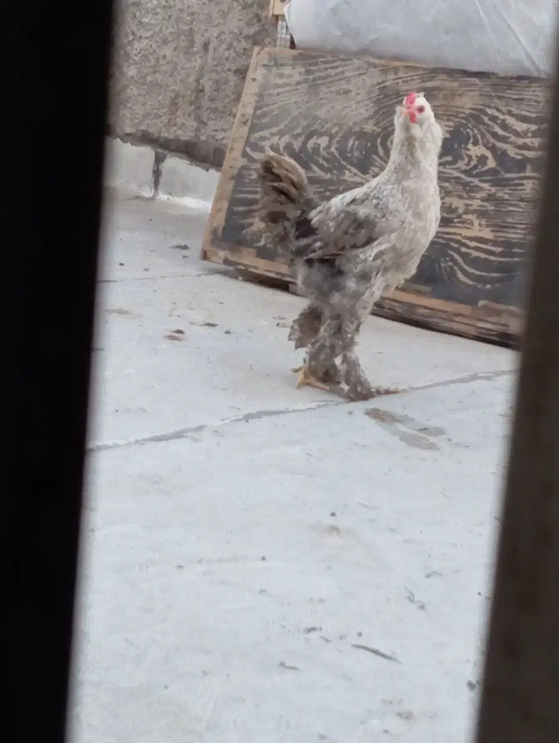 مرغ پاپر یا همون برهما|حیوانات مزرعه|قم, سید معصوم|دیوار