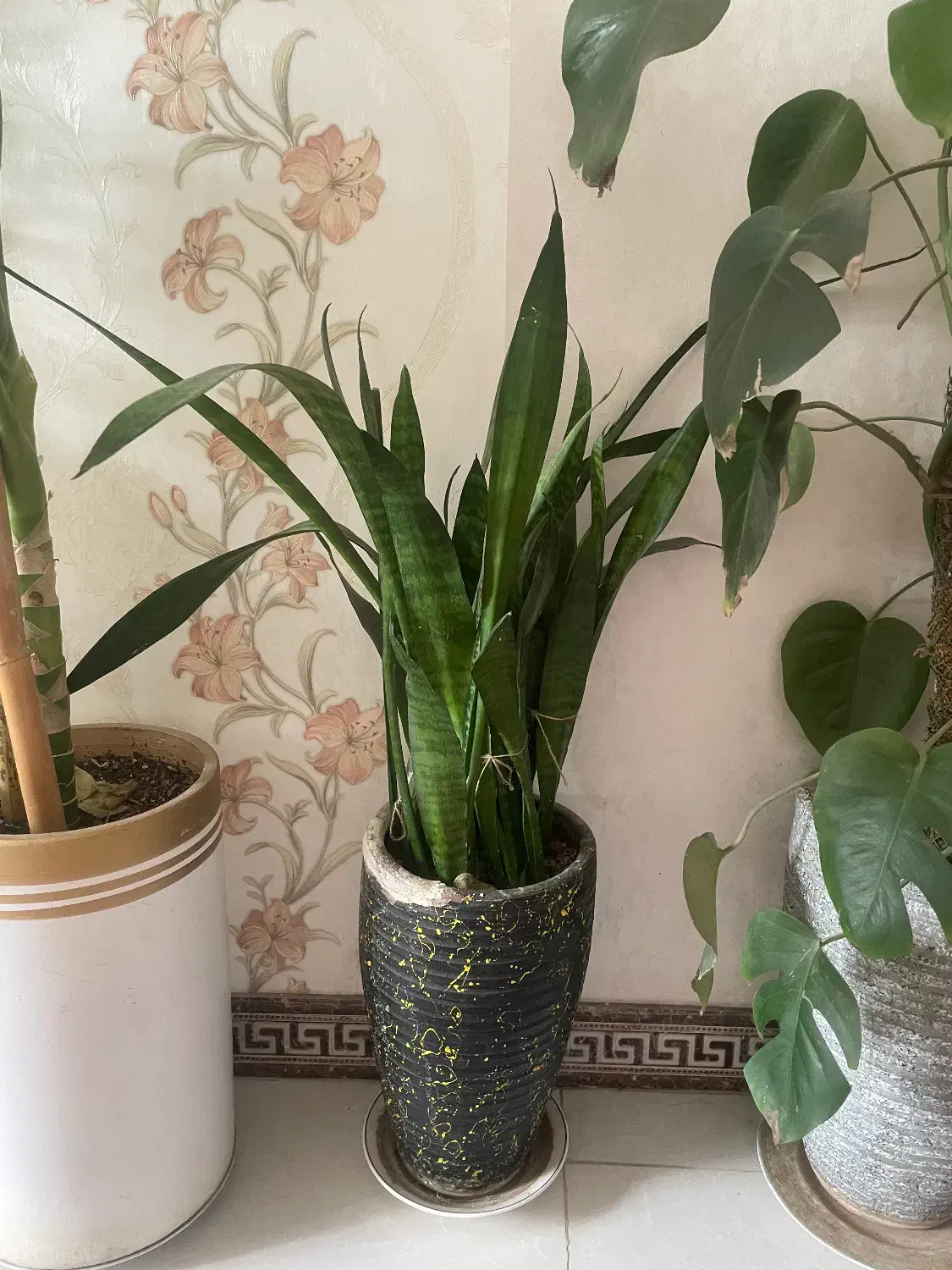 گل آپارتمانی گلدونی|گل و گیاه طبیعی|کرج, کمالشهر|دیوار