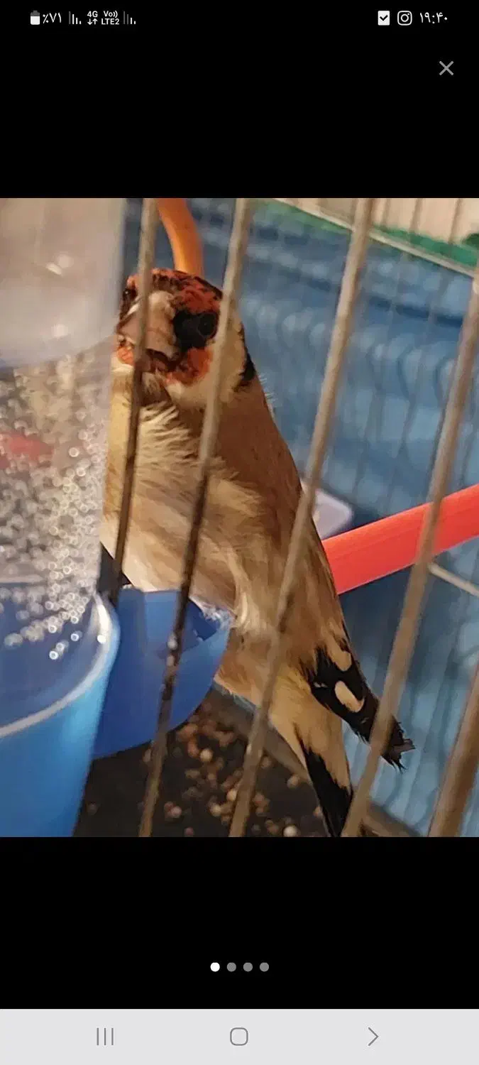 سهره|پرنده|قزوین, |دیوار