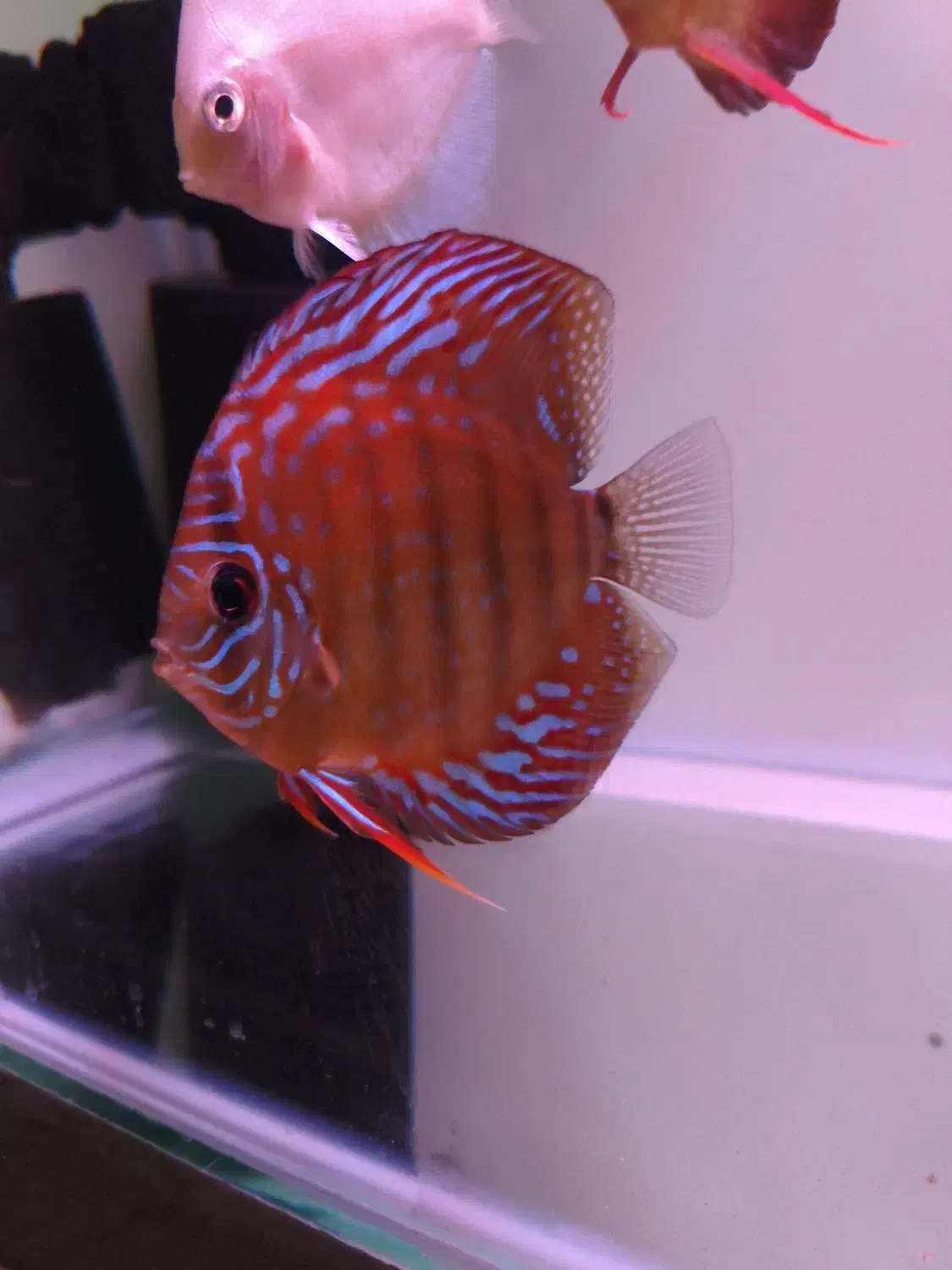 دیسکس شاه ماهی آب شیرین|ماهی|تهران, استاد معین|دیوار