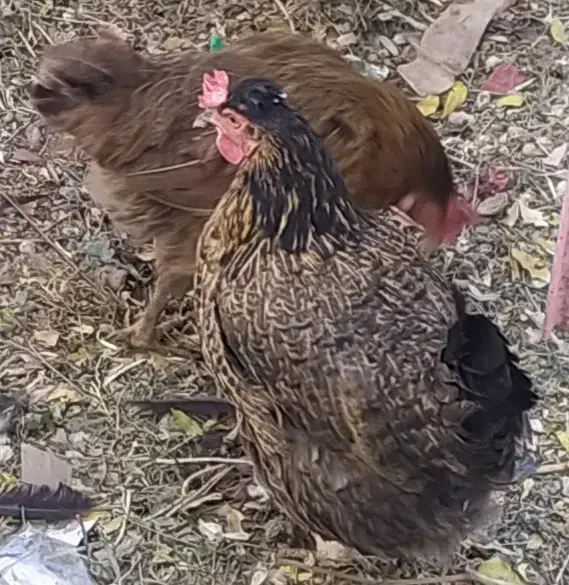 تخم مرغ نطفه دار بومی لری گلین|حیوانات مزرعه|شهرضا, |دیوار