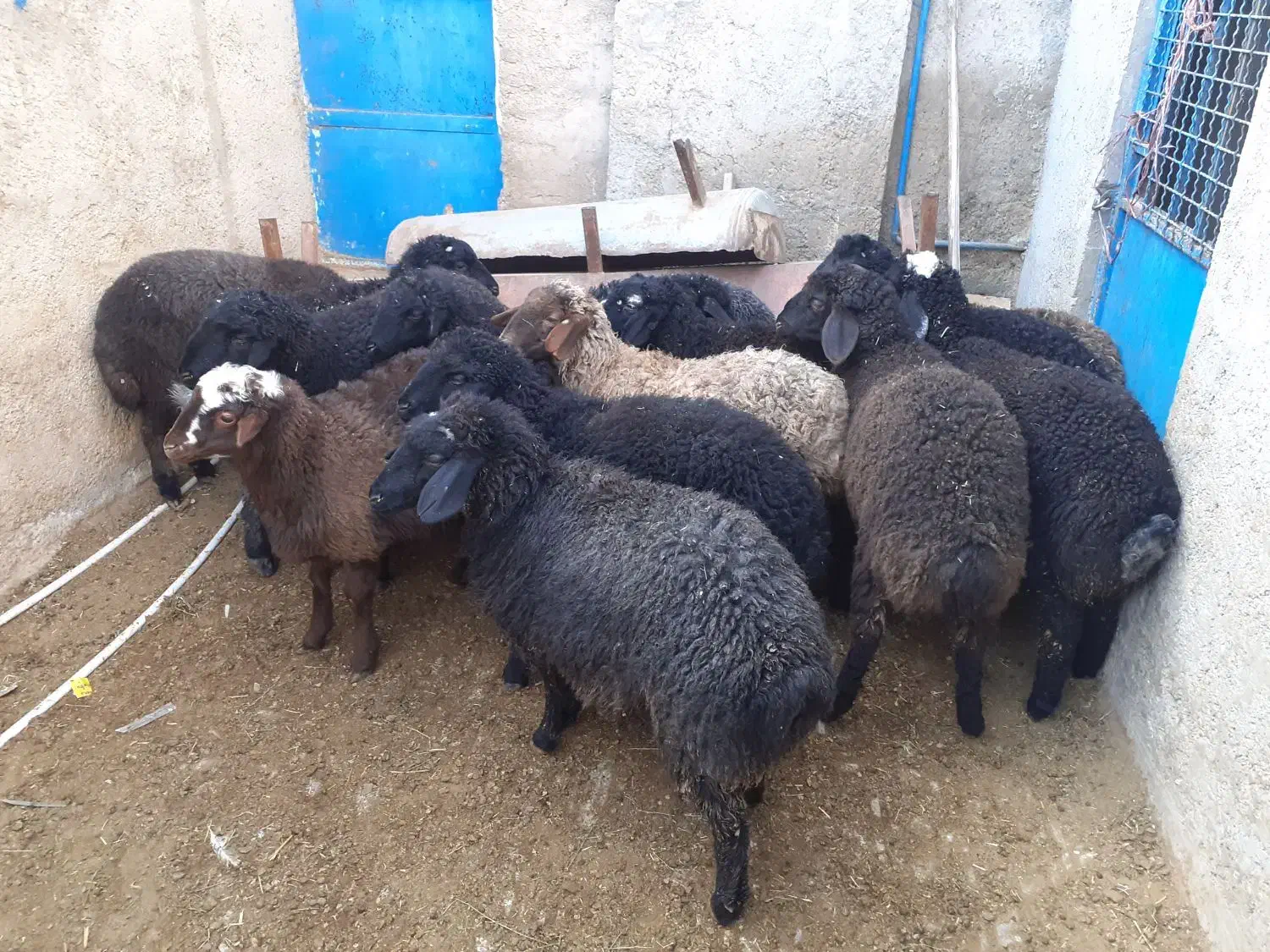 بره بره|حیوانات مزرعه|جوادآباد, |دیوار