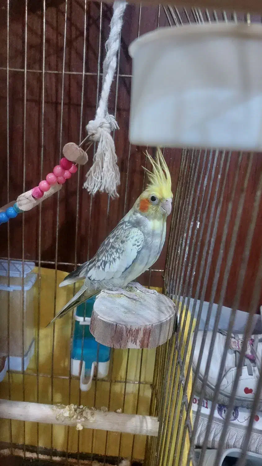 پرنده|پرنده|رودهن, |دیوار