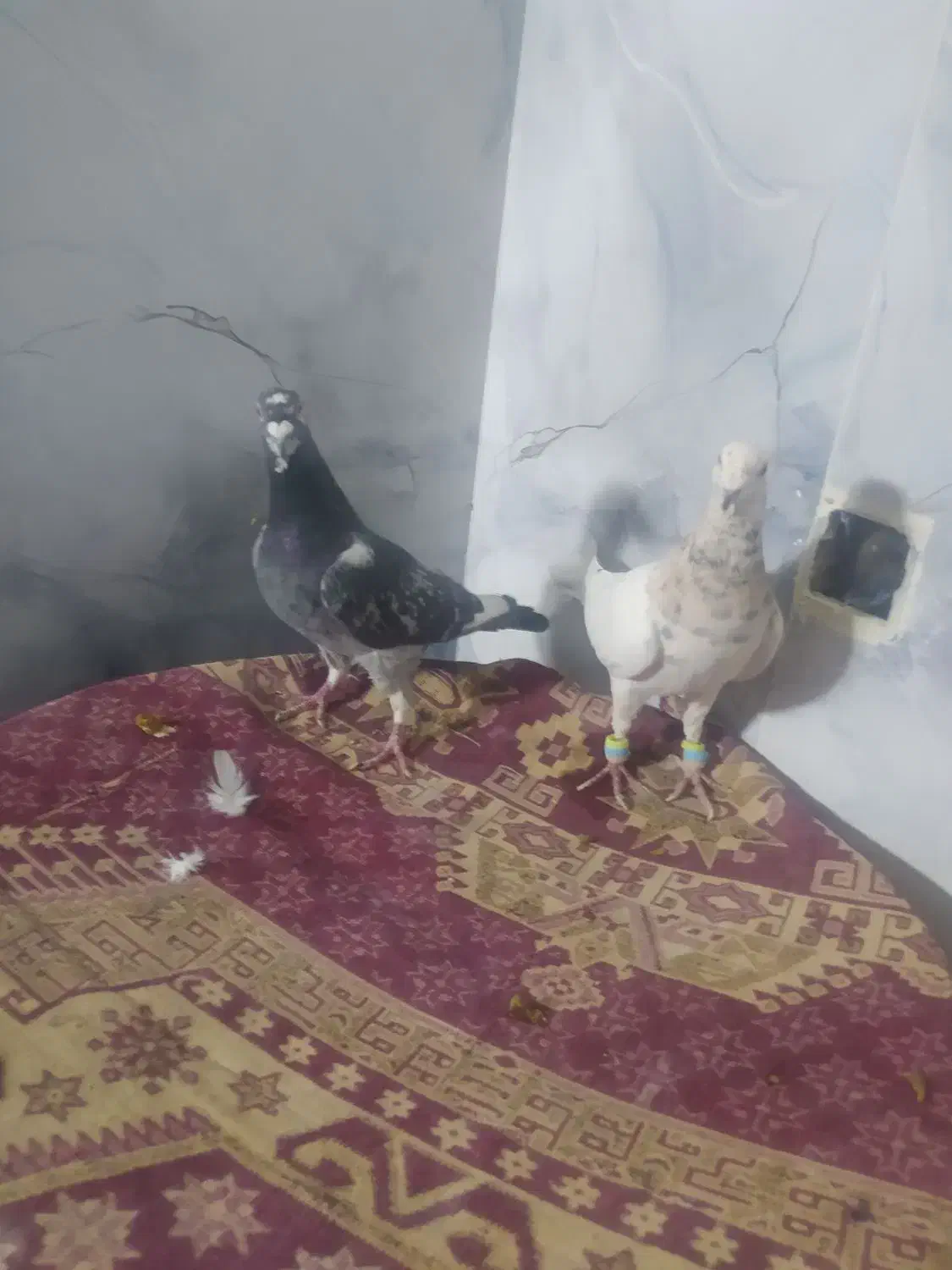 کبوتر کفتر|پرنده|تربت جام, کشتارگاه|دیوار