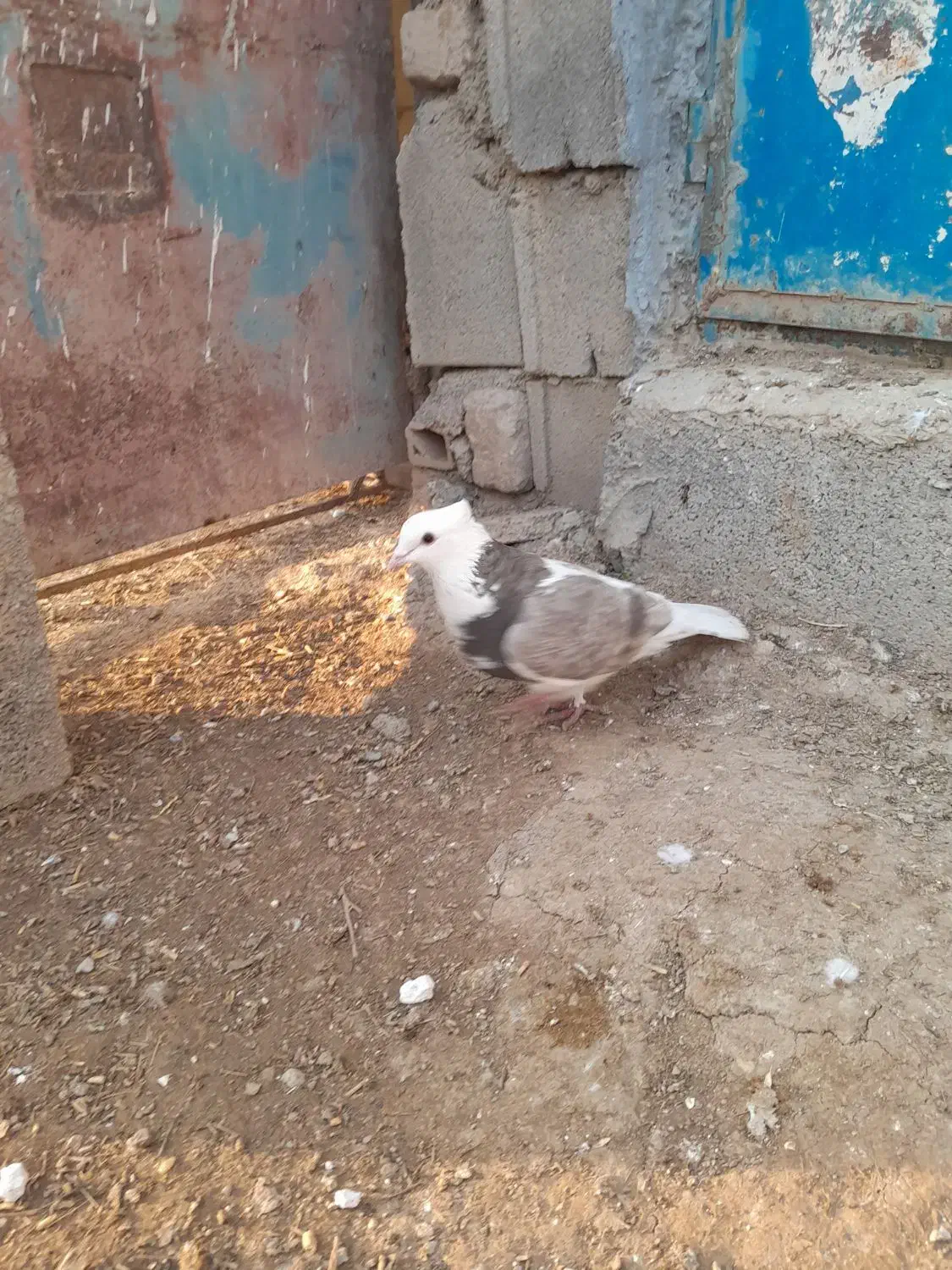 طوقی پشت|پرنده|شیروان (خراسان), |دیوار