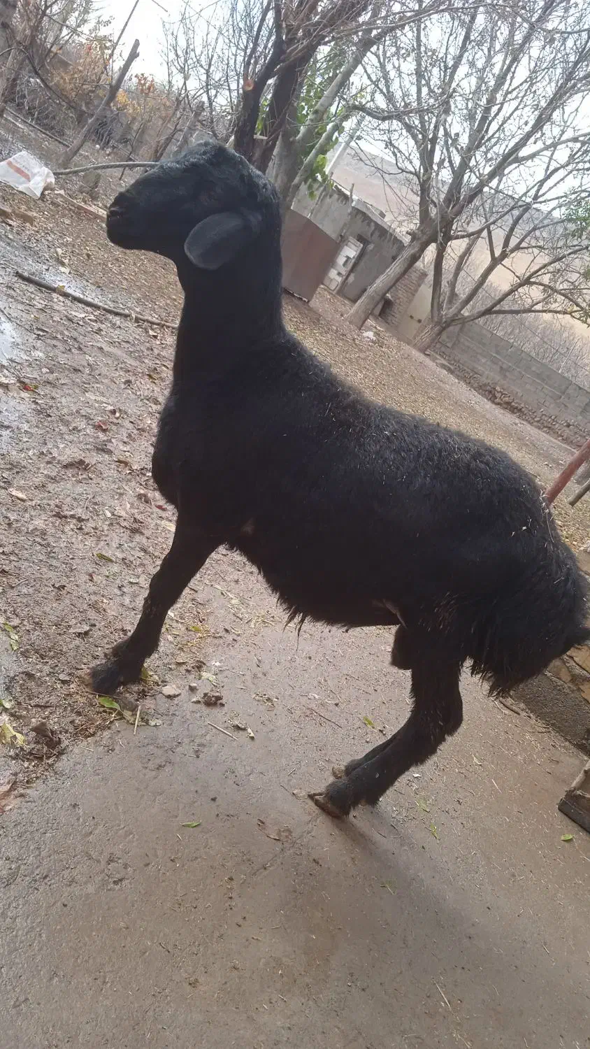 بره قوچ قره قزل|حیوانات مزرعه|قیدار, |دیوار