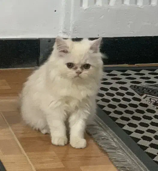 توله پرشین اصل ماده|گربه|رشت, آب و برق|دیوار