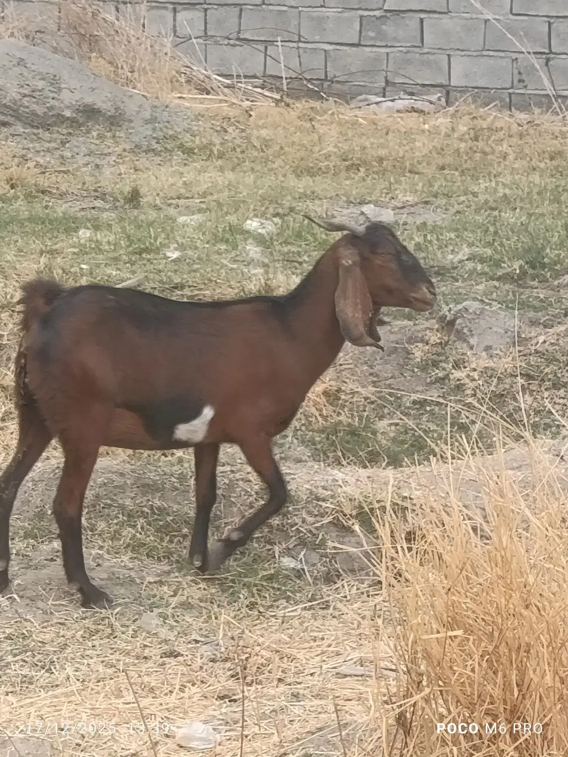دو عدد بز اپس سه ماهه|حیوانات مزرعه|ایرانشهر, |دیوار