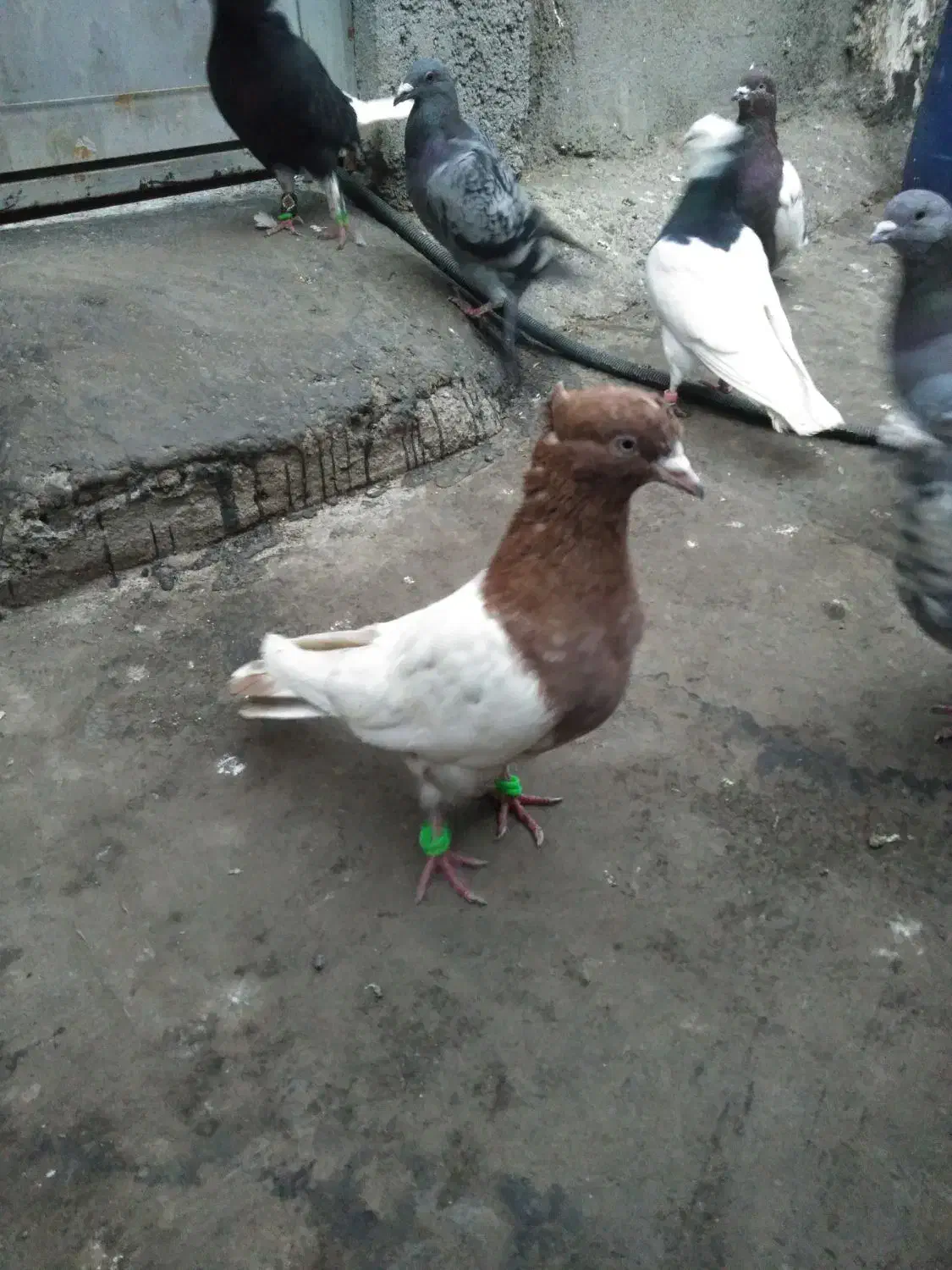 صید|پرنده|مشهد, رسالت|دیوار