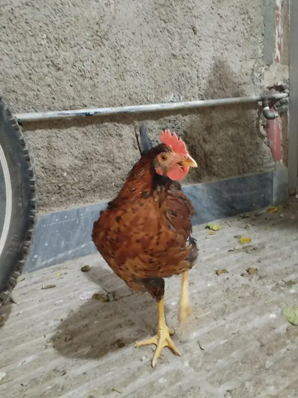 مرغ و خروس نیمچه|حیوانات مزرعه|پاکدشت, پاکدشت (مامازند)|دیوار