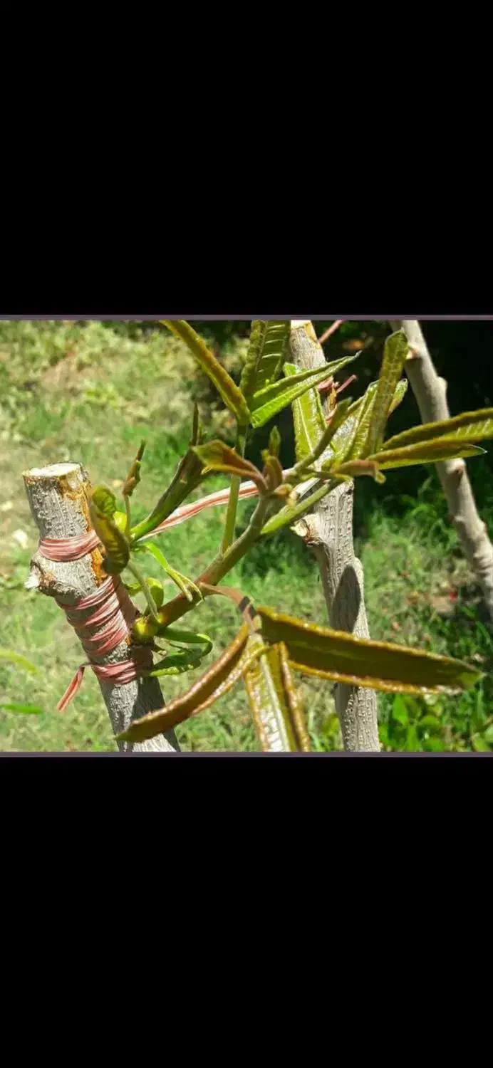 باغبانی محلول حذف هرز پیوند تقویتی ضد افت|خدمات باغبانی و درختکاری|زابل, |دیوار