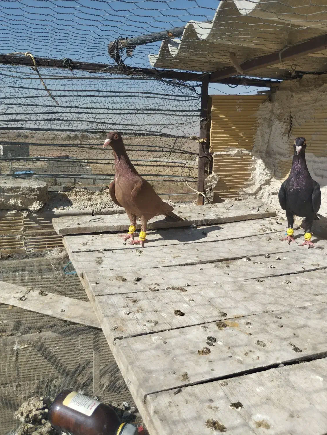 ماده|پرنده|محمدیه-قزوین, |دیوار