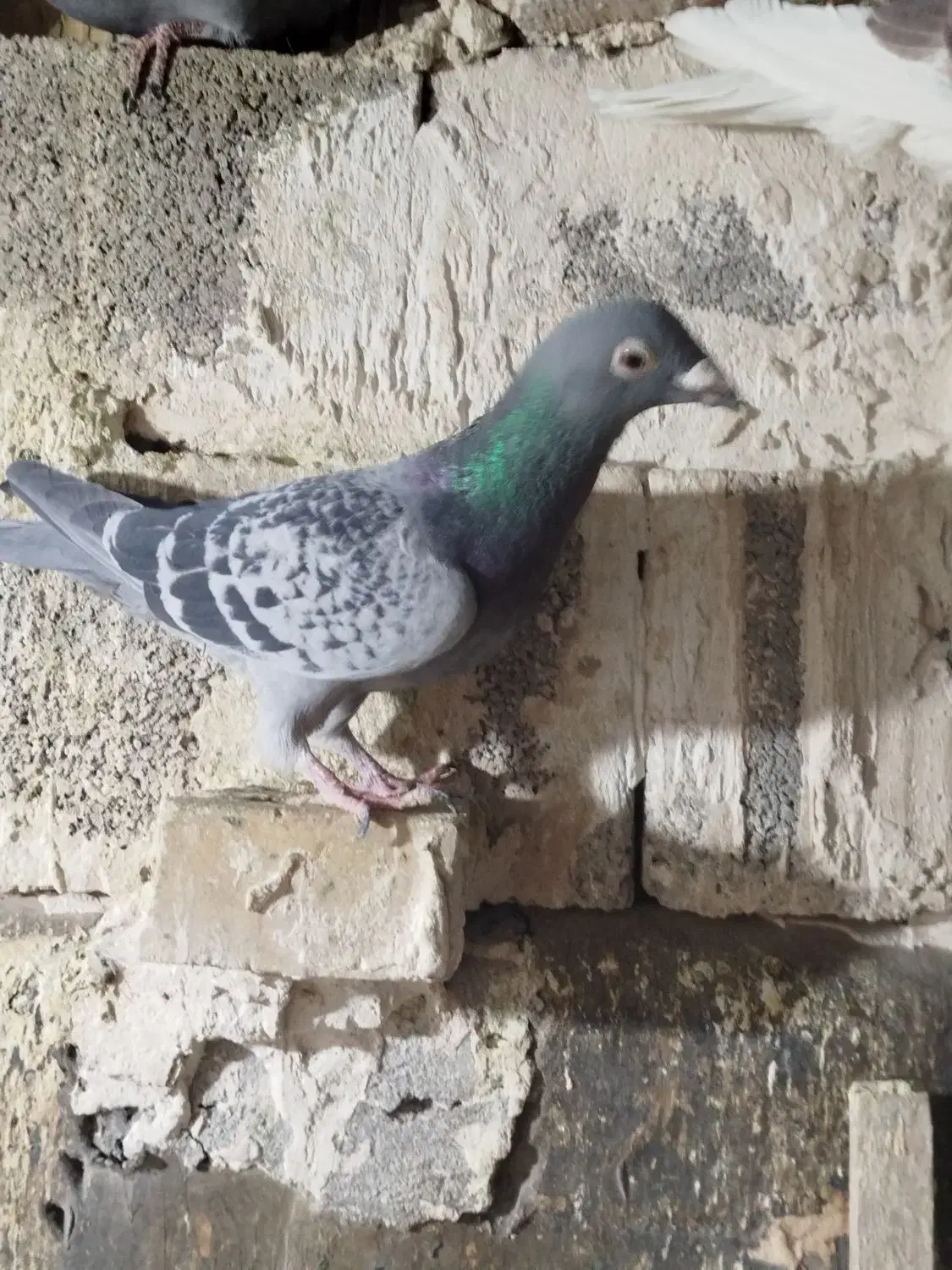 کفتر|پرنده|مشهد, شهرک مهرگان|دیوار