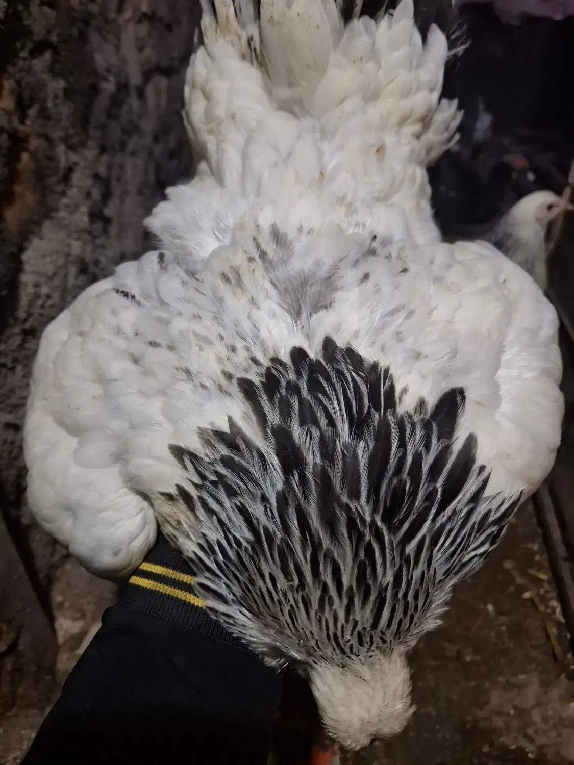 مرغ و خروس برهما لایت|حیوانات مزرعه|رستمکلا, |دیوار