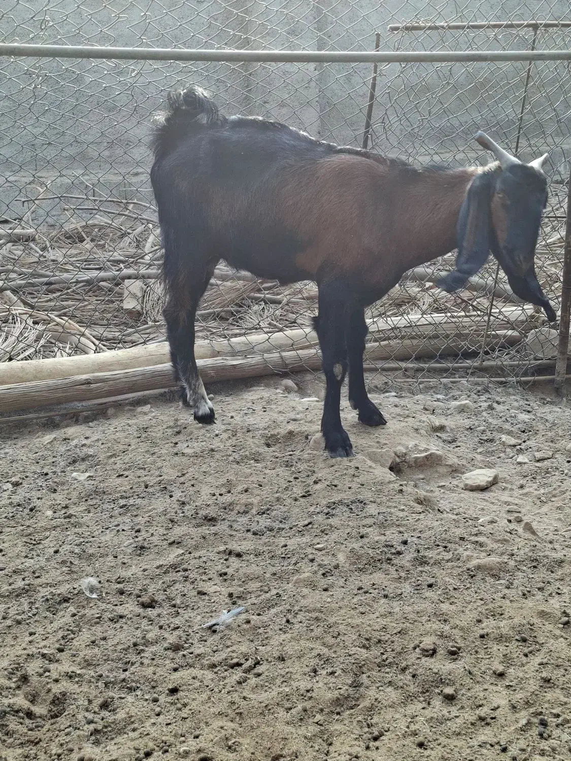 بز خوب|حیوانات مزرعه|برازجان, |دیوار