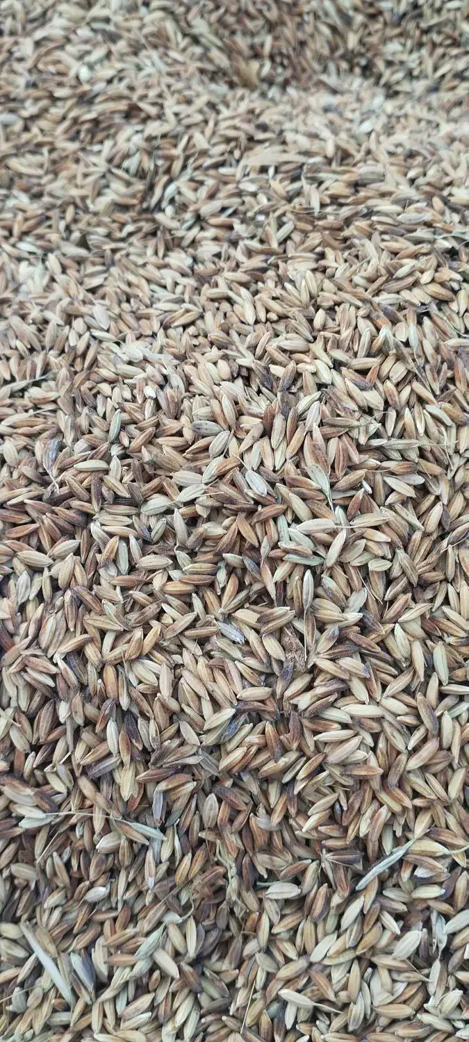 فروش شلتوک|عمده‌فروشی|کارون, |دیوار