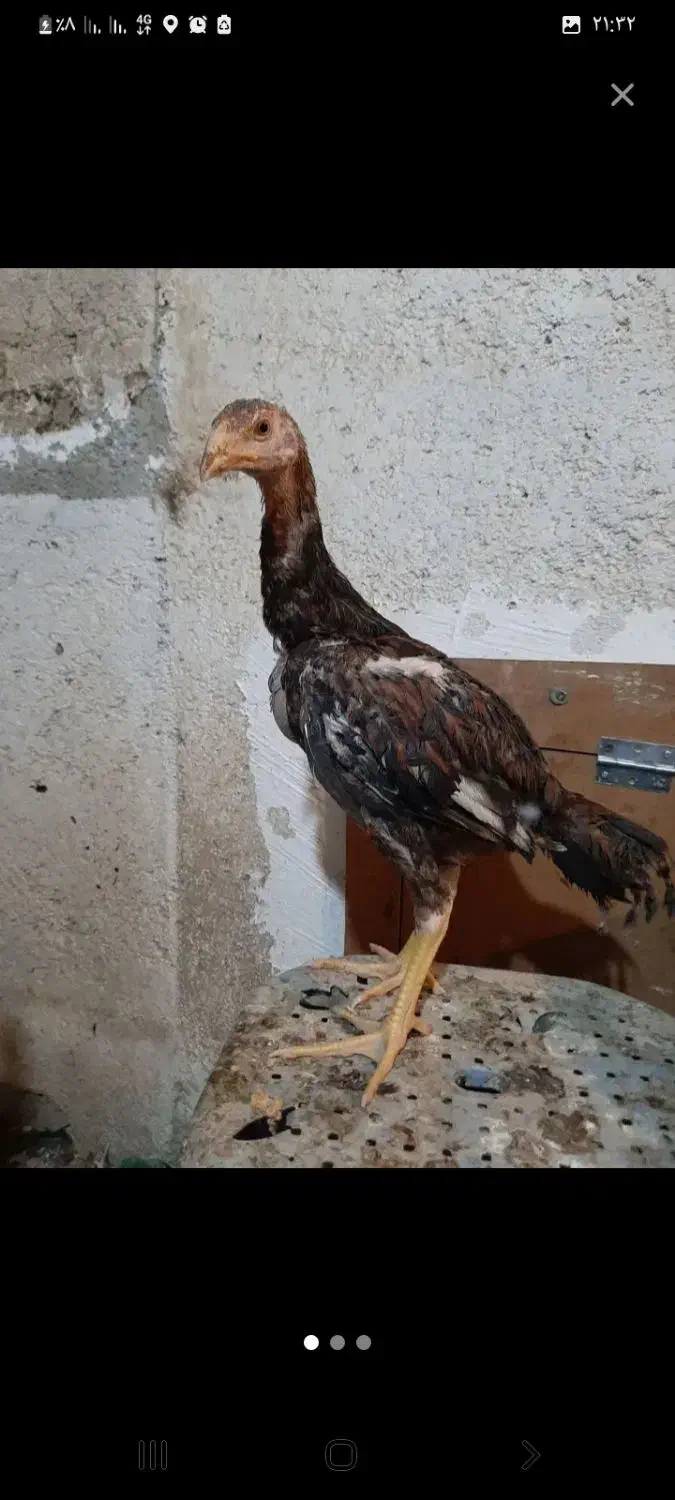 مرغ و خروس و جوجه لاری|حیوانات مزرعه|خمینی‌شهر, |دیوار