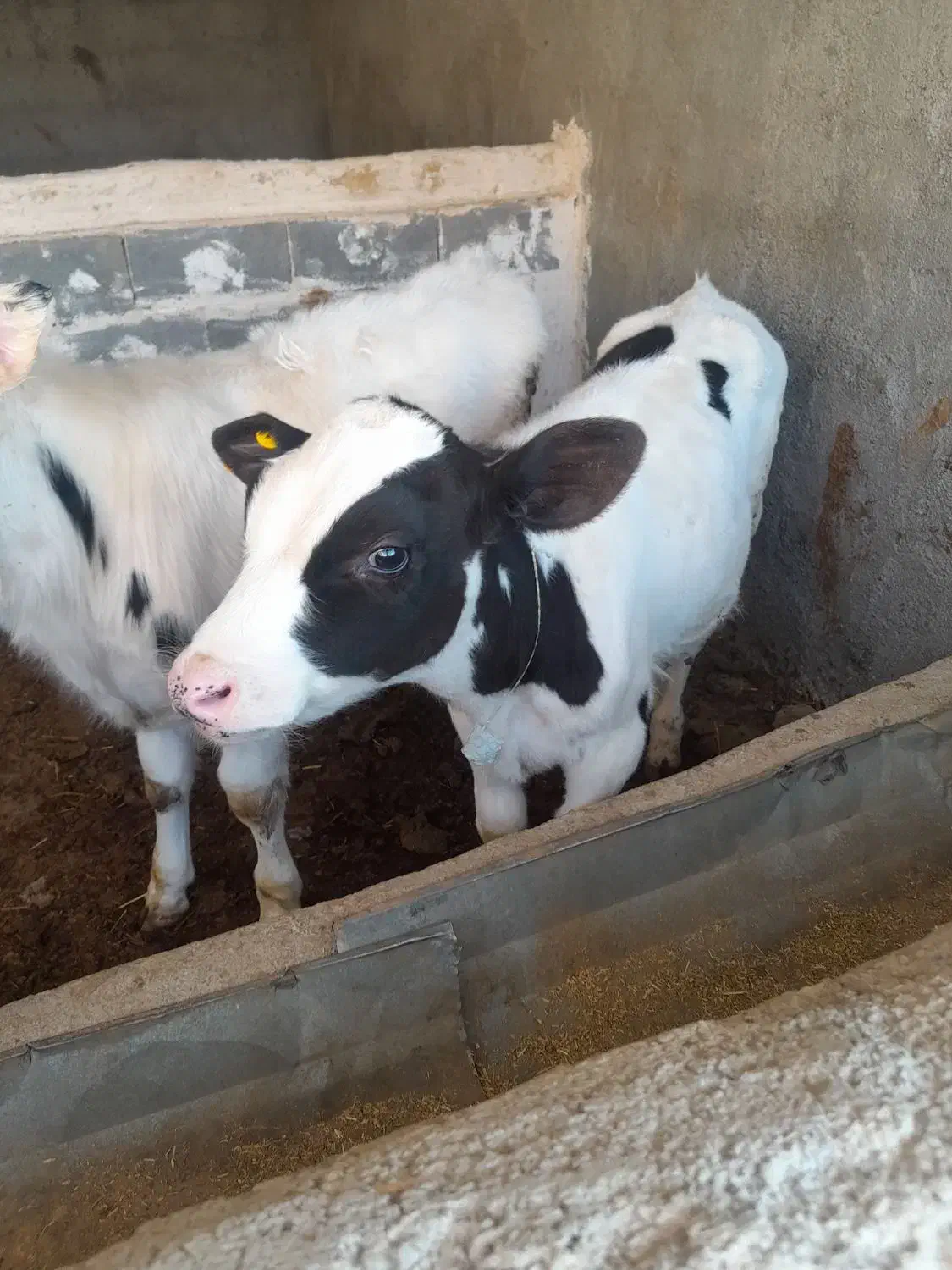 گوساله نر سیاه سفید|حیوانات مزرعه|قوچان, |دیوار