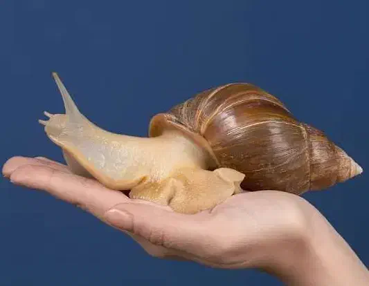 حلزون تخم گذار|خزنده|تهران, قیام|دیوار