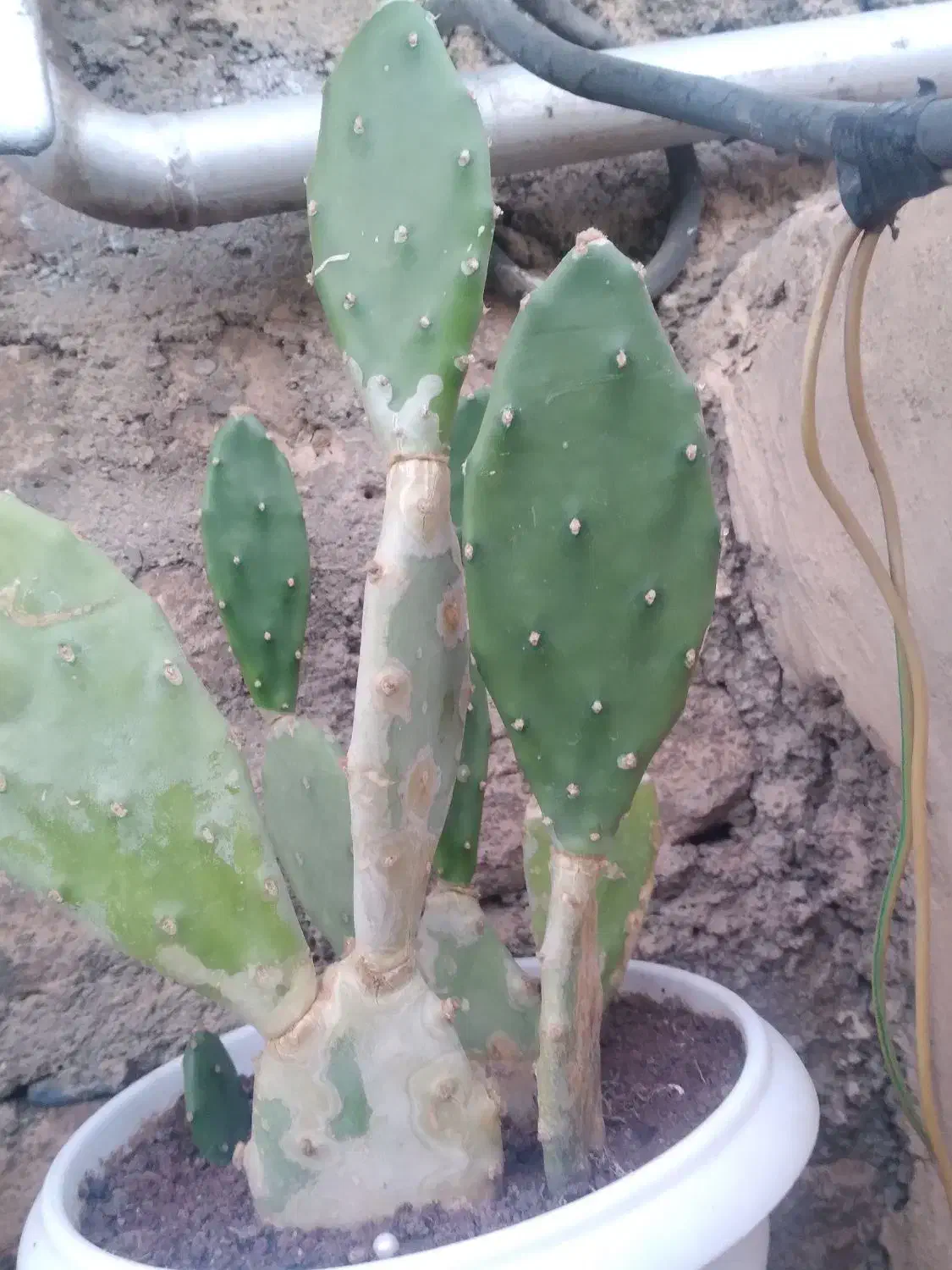 گل کاکتوس|گل و گیاه طبیعی|بوکان, |دیوار