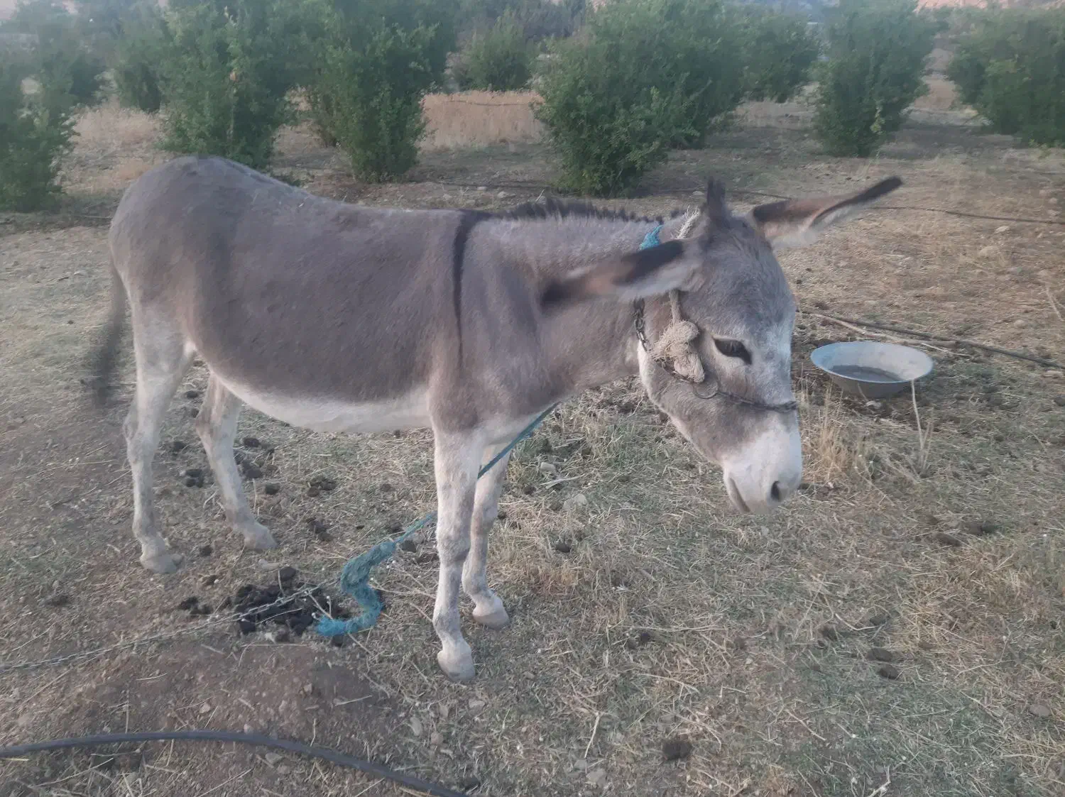 الاغ ماده|حیوانات مزرعه|معمولان, |دیوار