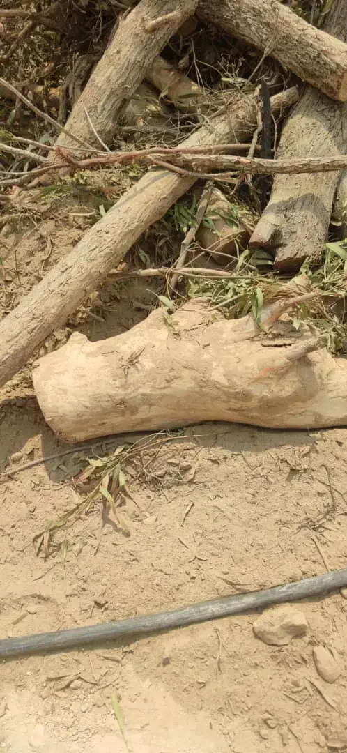 خرید و فروش انواع چوب مرکبات وغیره بابهترین قیمت|خدمات باغبانی و درختکاری|کازرون, |دیوار