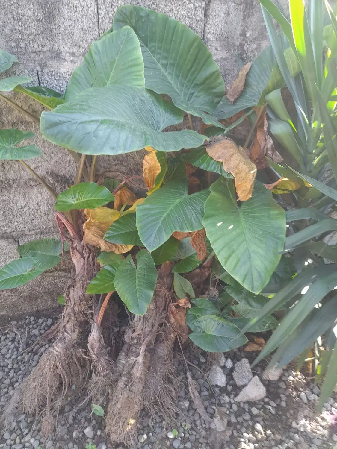 گل بابا آدم|گل و گیاه طبیعی|رحیمآباد, |دیوار