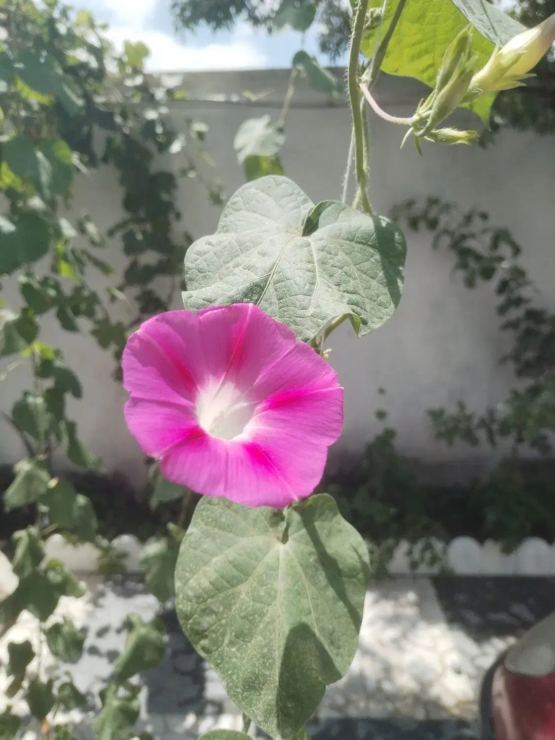 زمین کشاورزی پایین بردسکن|فروش دفتر صنعتی، کشاورزی، تجاری|بردسکن, |دیوار