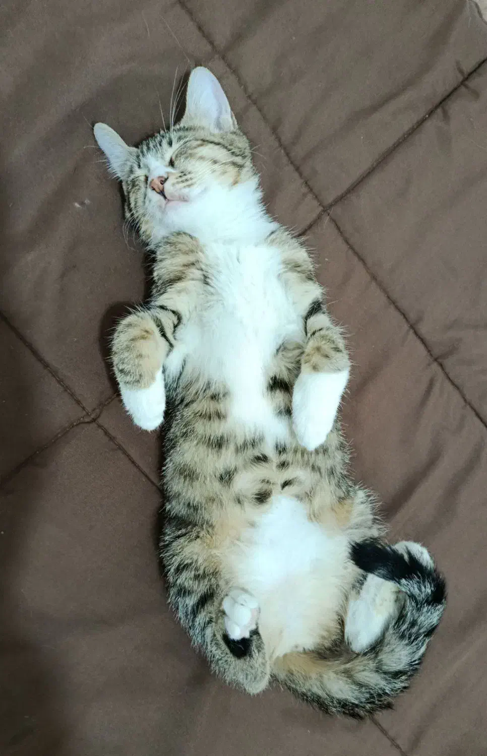 واگذاری گربه|گربه|مشهد, شهید آوینی|دیوار