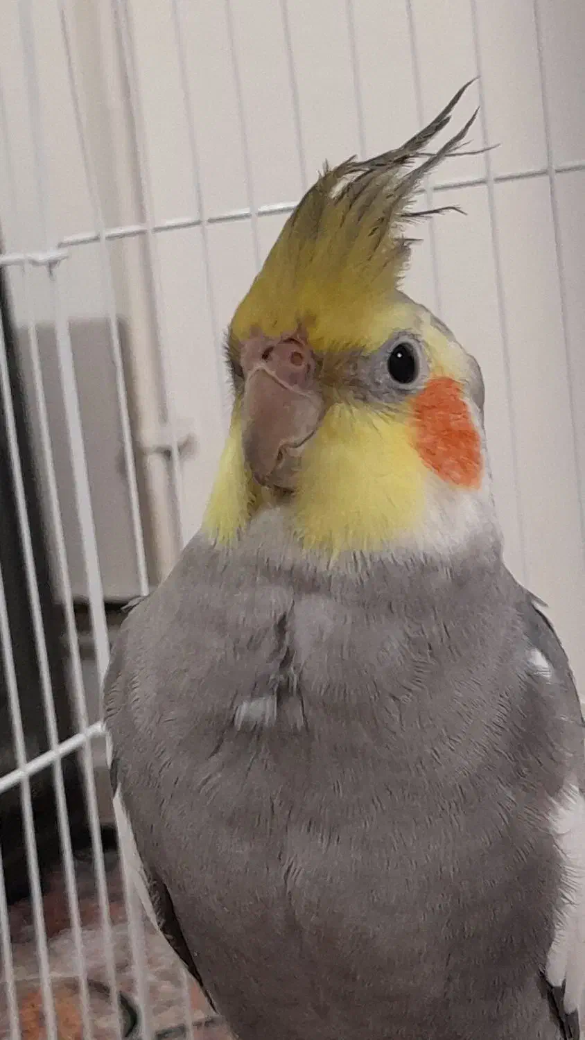 عروس هلندی|پرنده|اردبیل, |دیوار