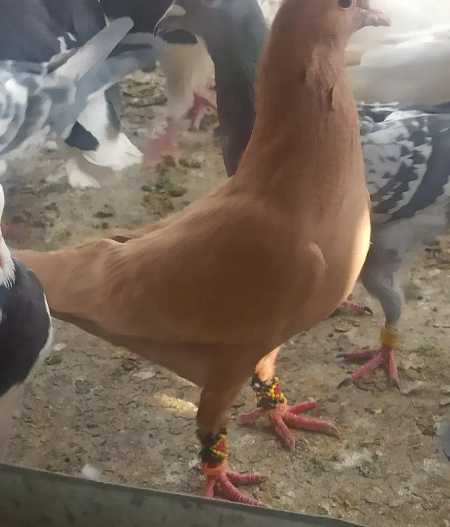 زرد کرمانی|پرنده|اندیمشک, |دیوار