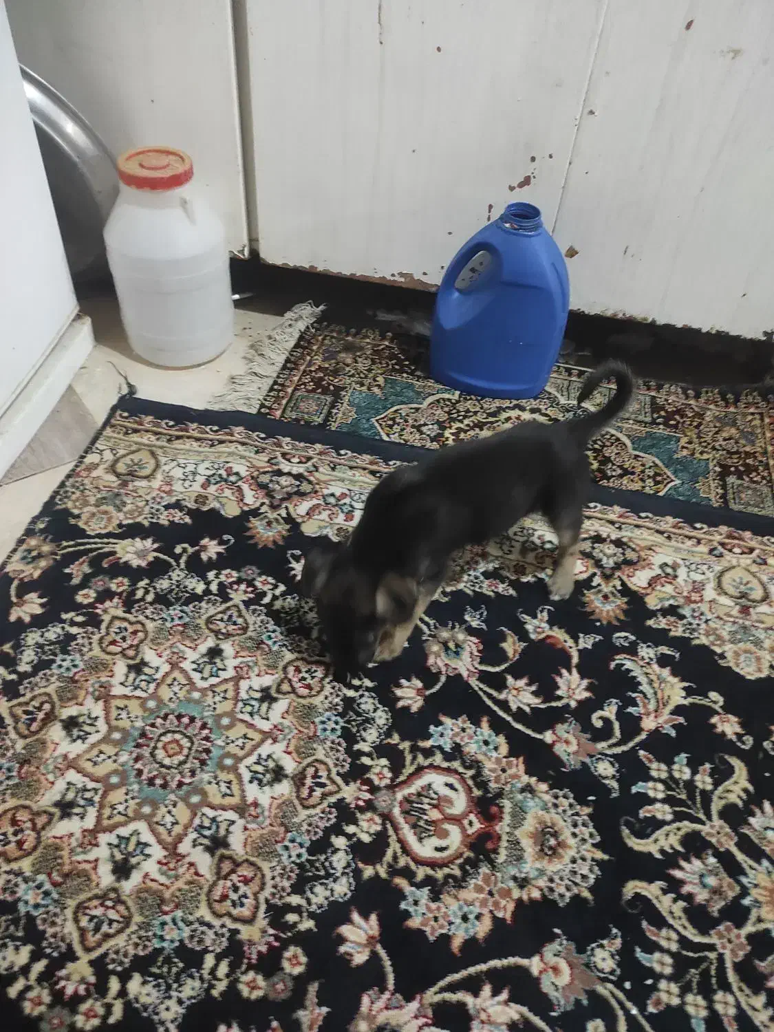 حیوانات|سگ|مشهد, شیرحصار|دیوار