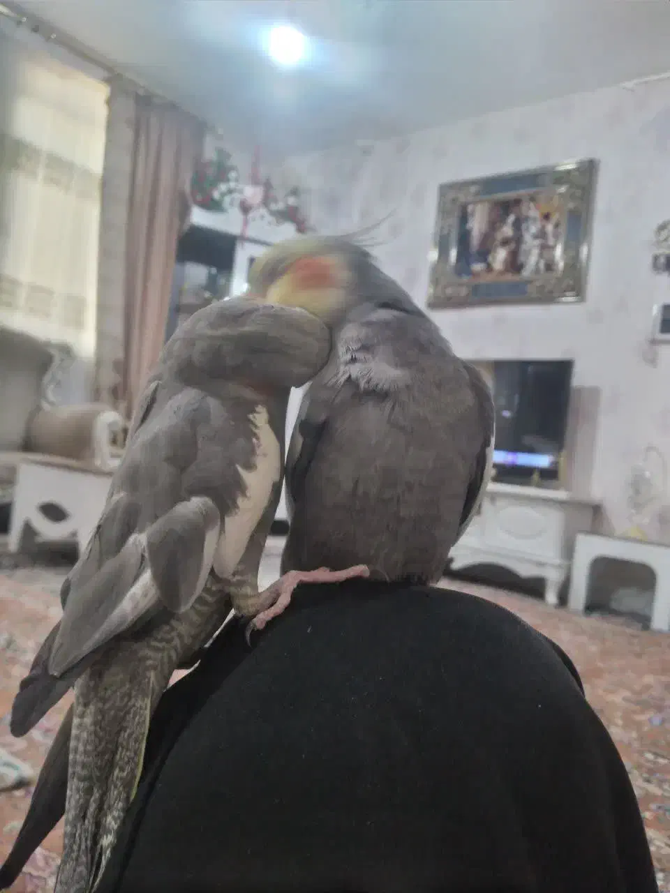 فروش پرنده|پرنده|خمین, |دیوار