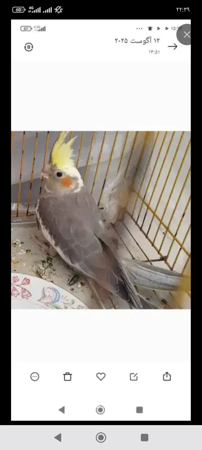 عروس هلندی|پرنده|شاهین‌شهر, بانک استان|دیوار