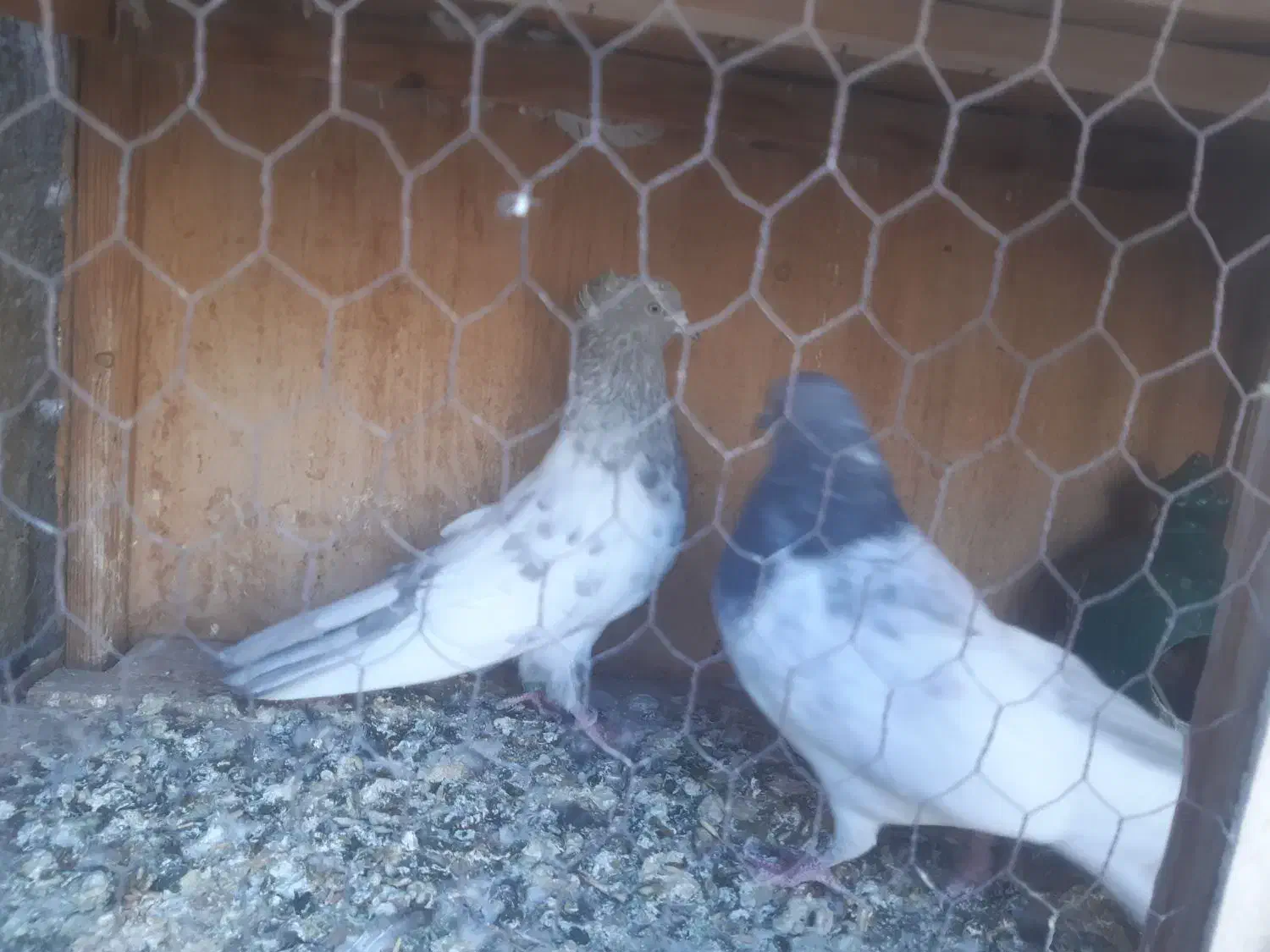 کبوتر|پرنده|ساوه, |دیوار