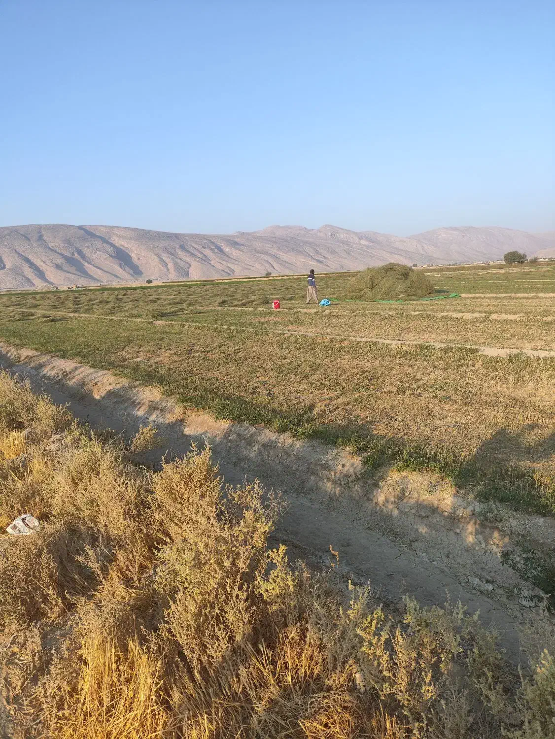 بذر یونجه رنجر آمریکایی|خدمات باغبانی و درختکاری|ارسنجان, |دیوار