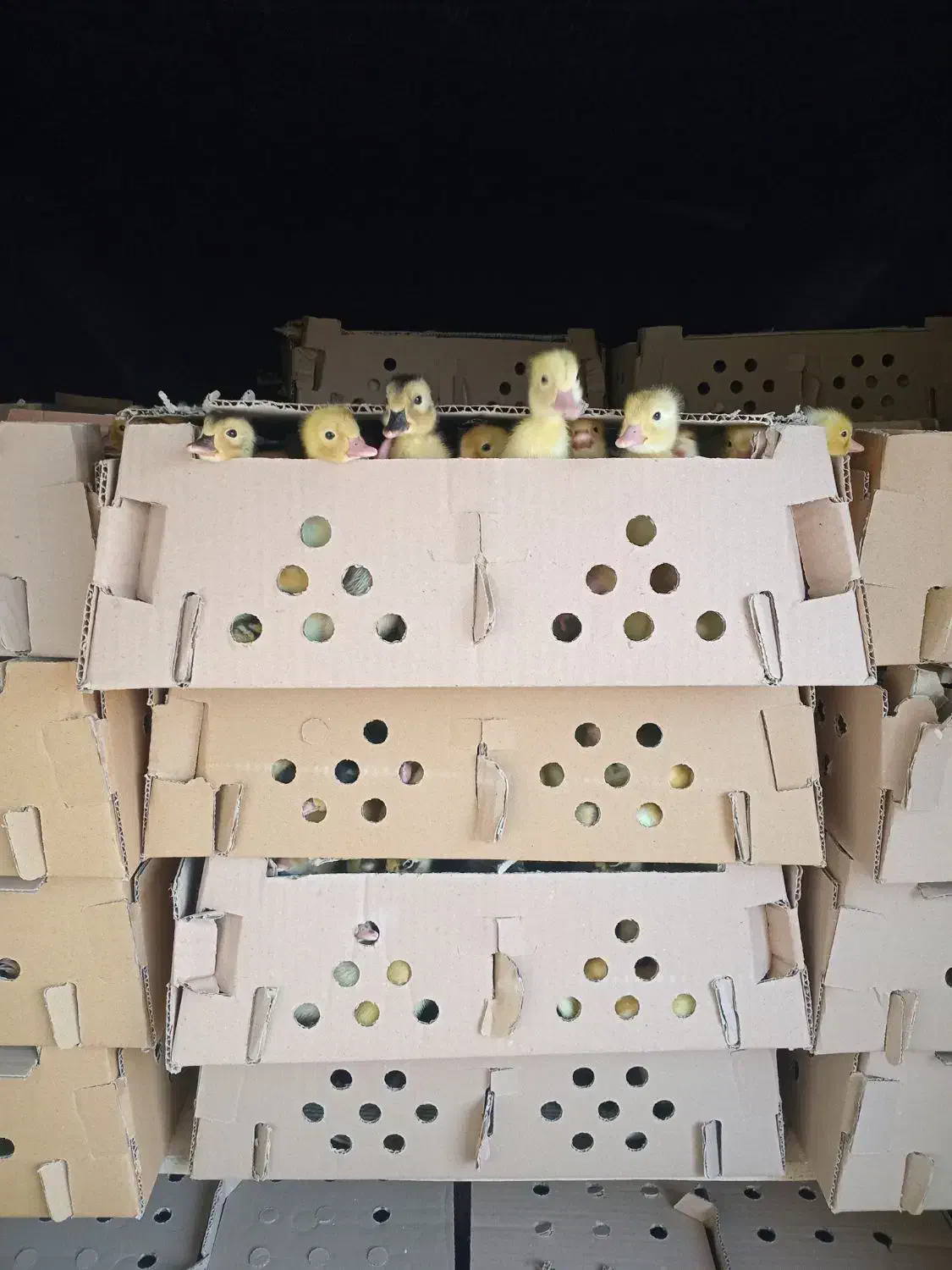 ارزان شدهم اکنون سفارش بدید تحویل بگیریدفقط امروز|حیوانات مزرعه|آستانه اشرفیه, |دیوار