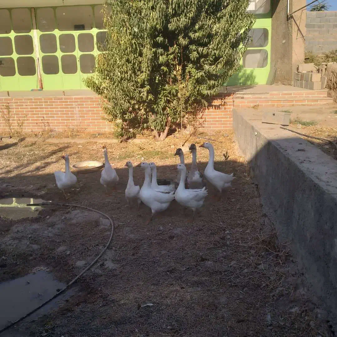 فروش قوغاز|حیوانات مزرعه|شریفآباد, |دیوار