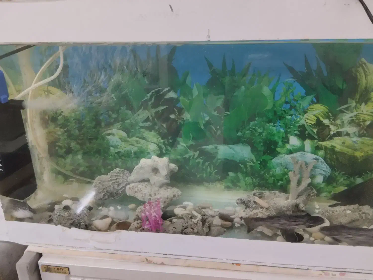 آکواریم تمکیل|ماهی|گلبهار, شهر جدید گلبهار|دیوار