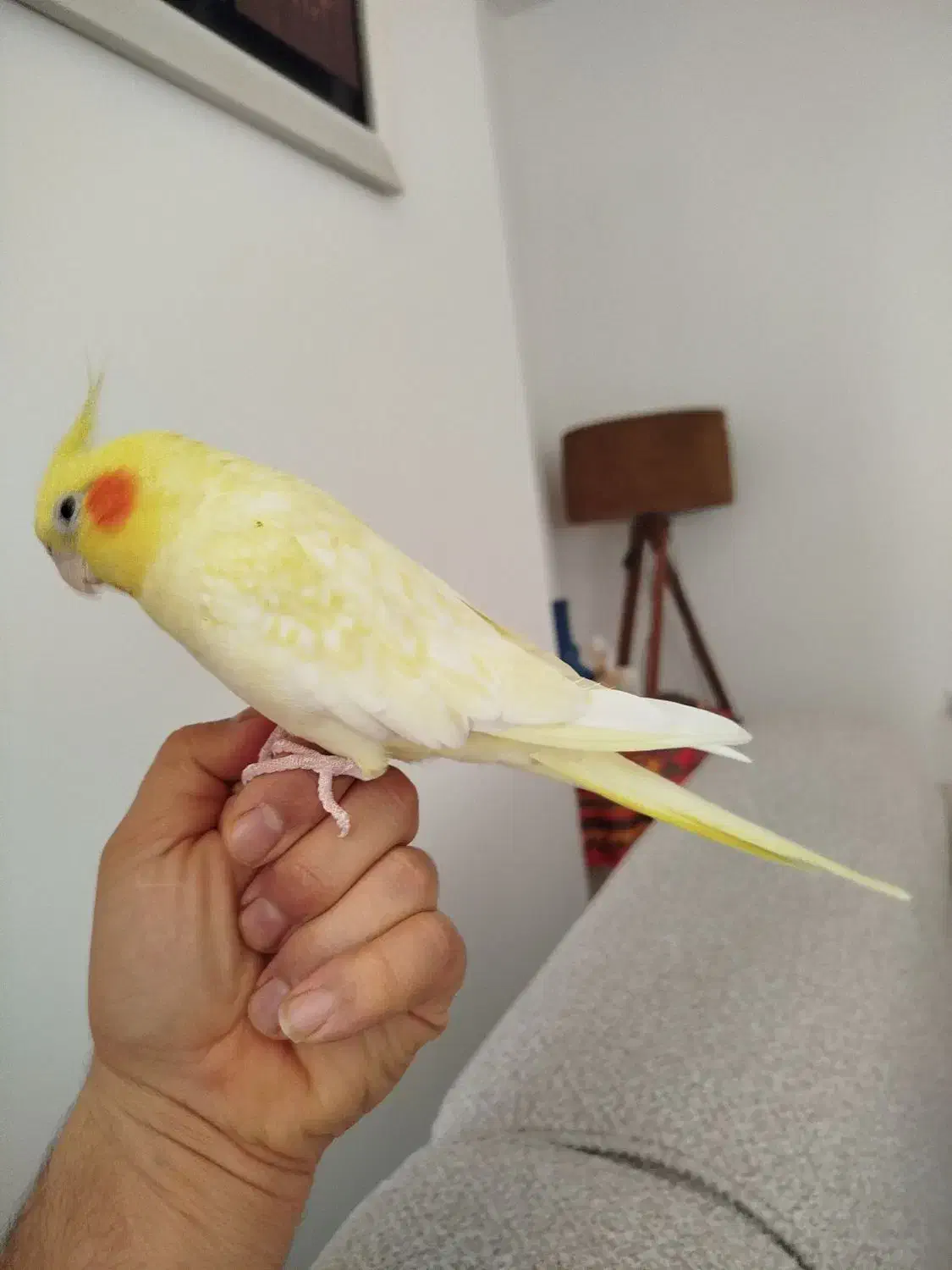 عروس هلندی|پرنده|ساری, |دیوار