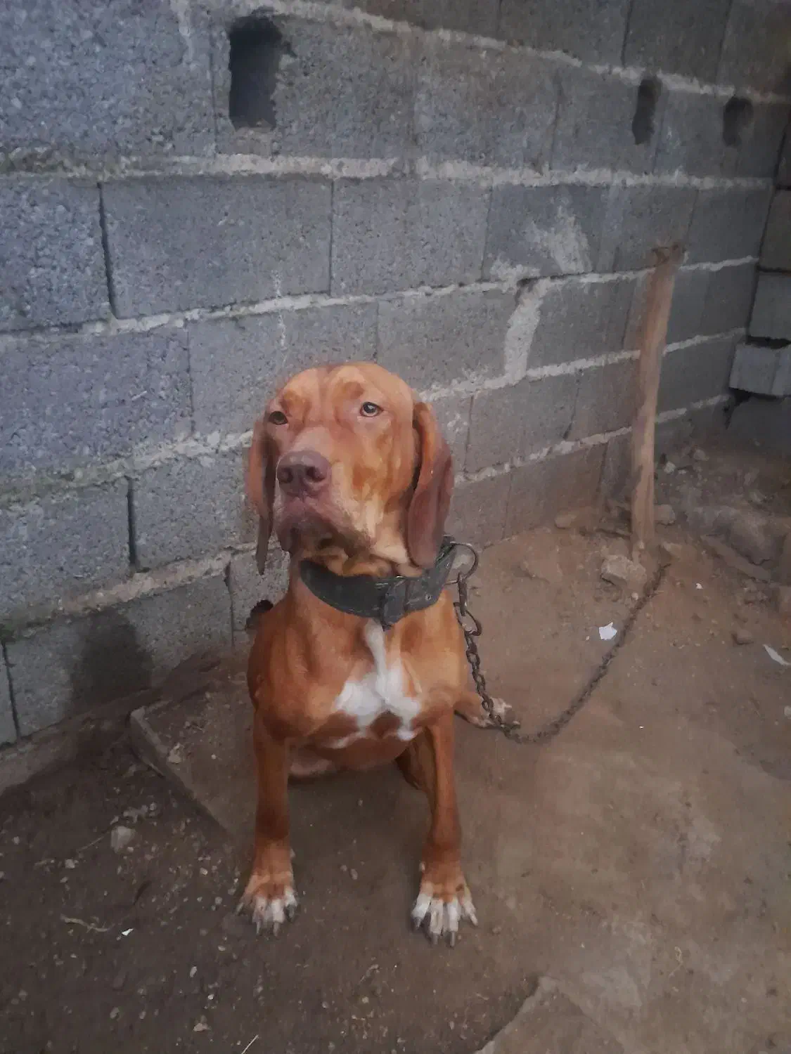 سگشکاریپوینتر۱۵ماههنر|سگ|رودسر, |دیوار