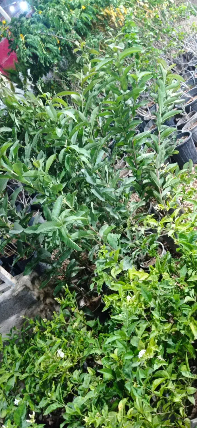 نهال فروشی|گل و گیاه طبیعی|رامهرمز, |دیوار