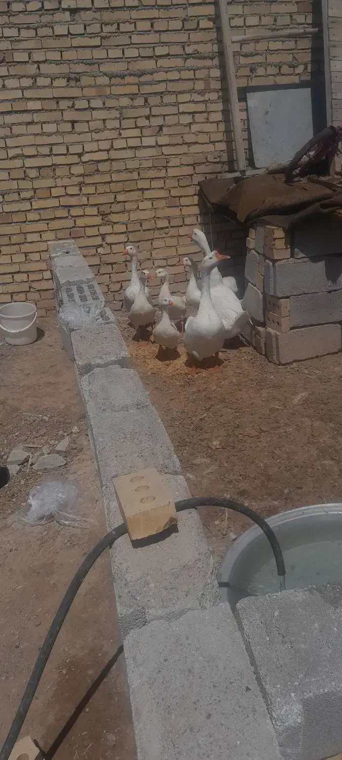 فروش غاز قو ومحلی|حیوانات مزرعه|بستان آباد, |دیوار