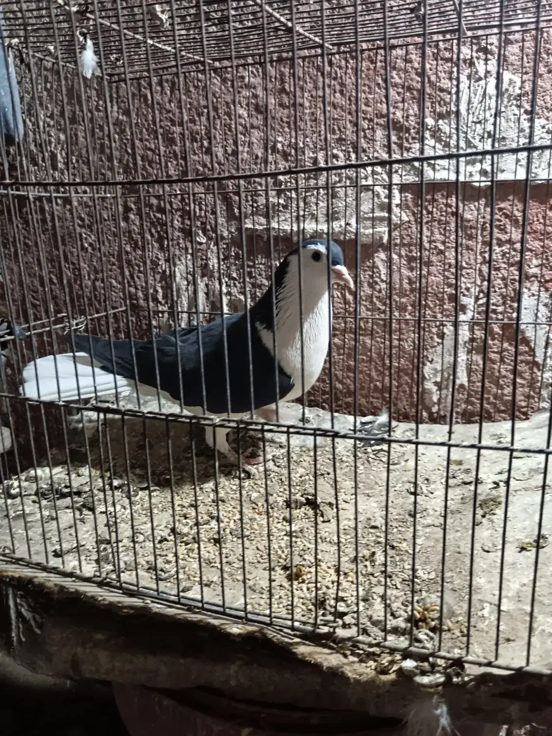 کفتر صید قلدر|پرنده|مشهد, شهرک شیرین|دیوار