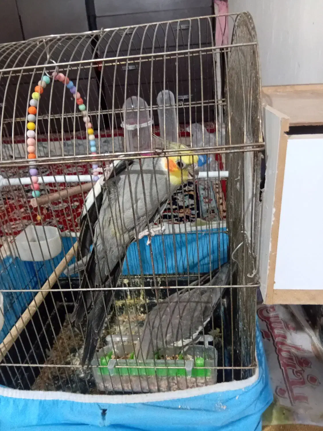 عروس هلندی|پرنده|نجفآباد, صالح آباد|دیوار