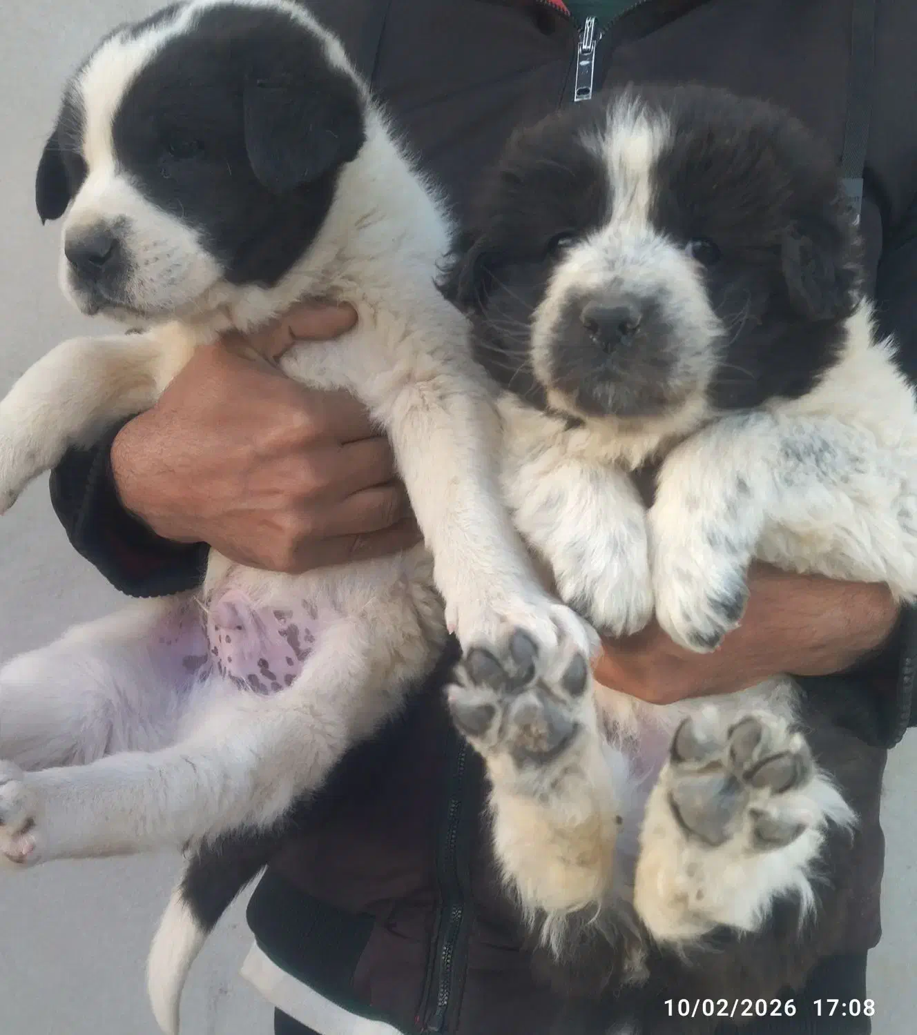 تیله قدرجونی|سگ|شاهین‌شهر, مورچه خورت|دیوار