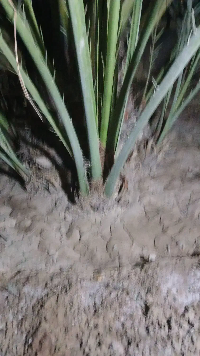 پاجوش نخل برحی|گل و گیاه طبیعی|شادگان, |دیوار