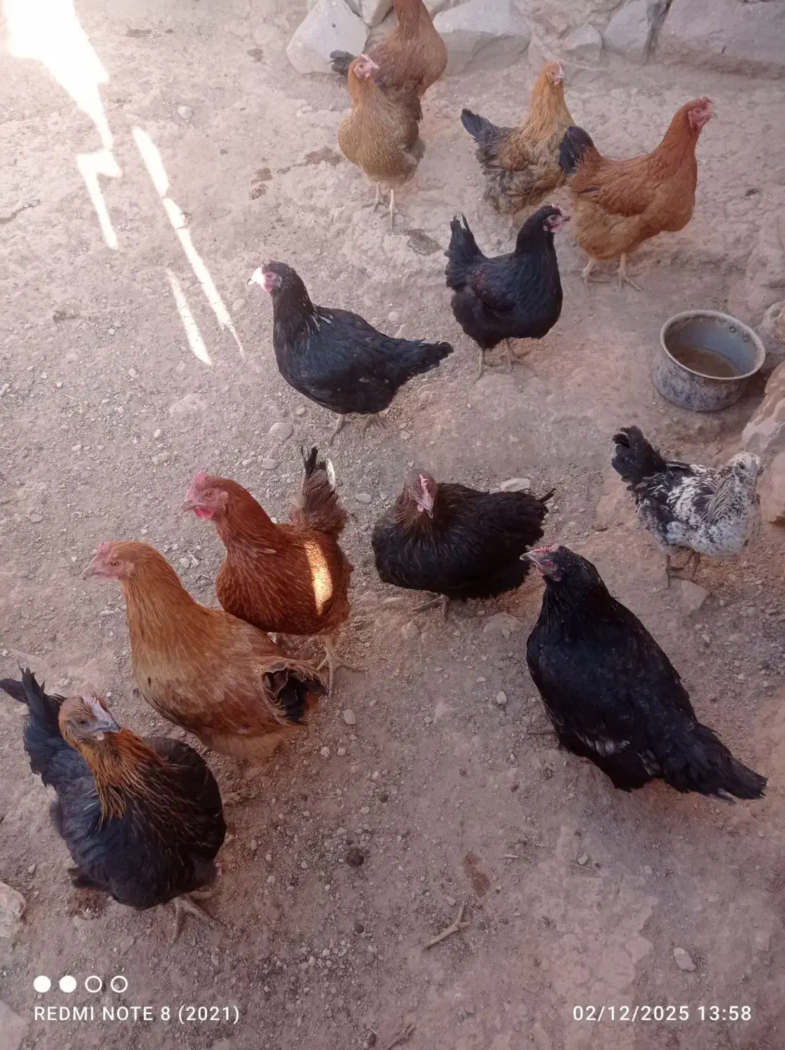 مرغ|حیوانات مزرعه|قوچان, |دیوار